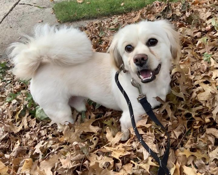 Pekingese and 2024 lhasa apso