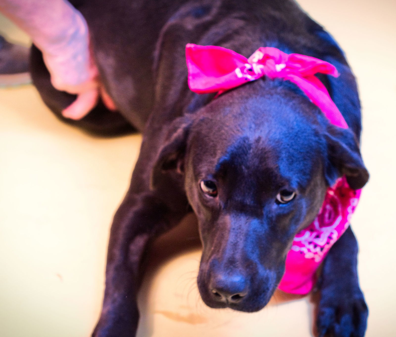 Millie, an adoptable Labrador Retriever in Holly Springs, MS, 38635 | Photo Image 1