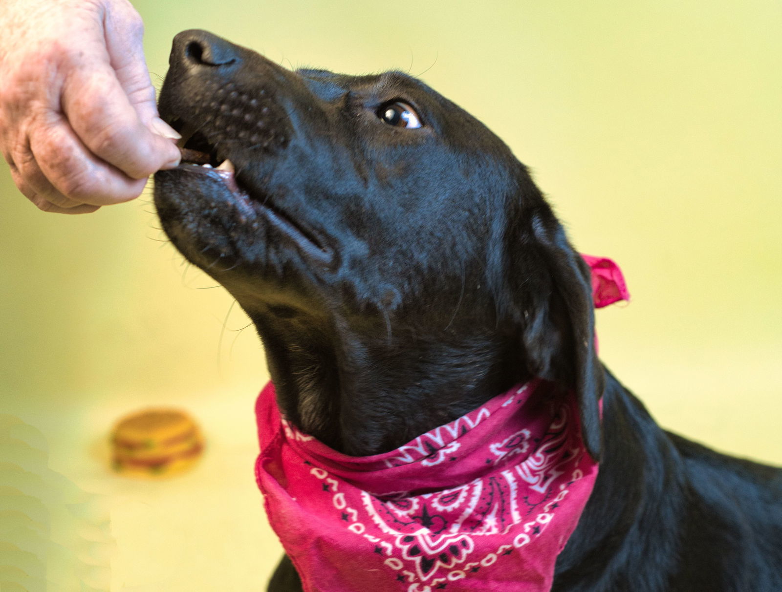 Millie, an adoptable Labrador Retriever in Holly Springs, MS, 38635 | Photo Image 2