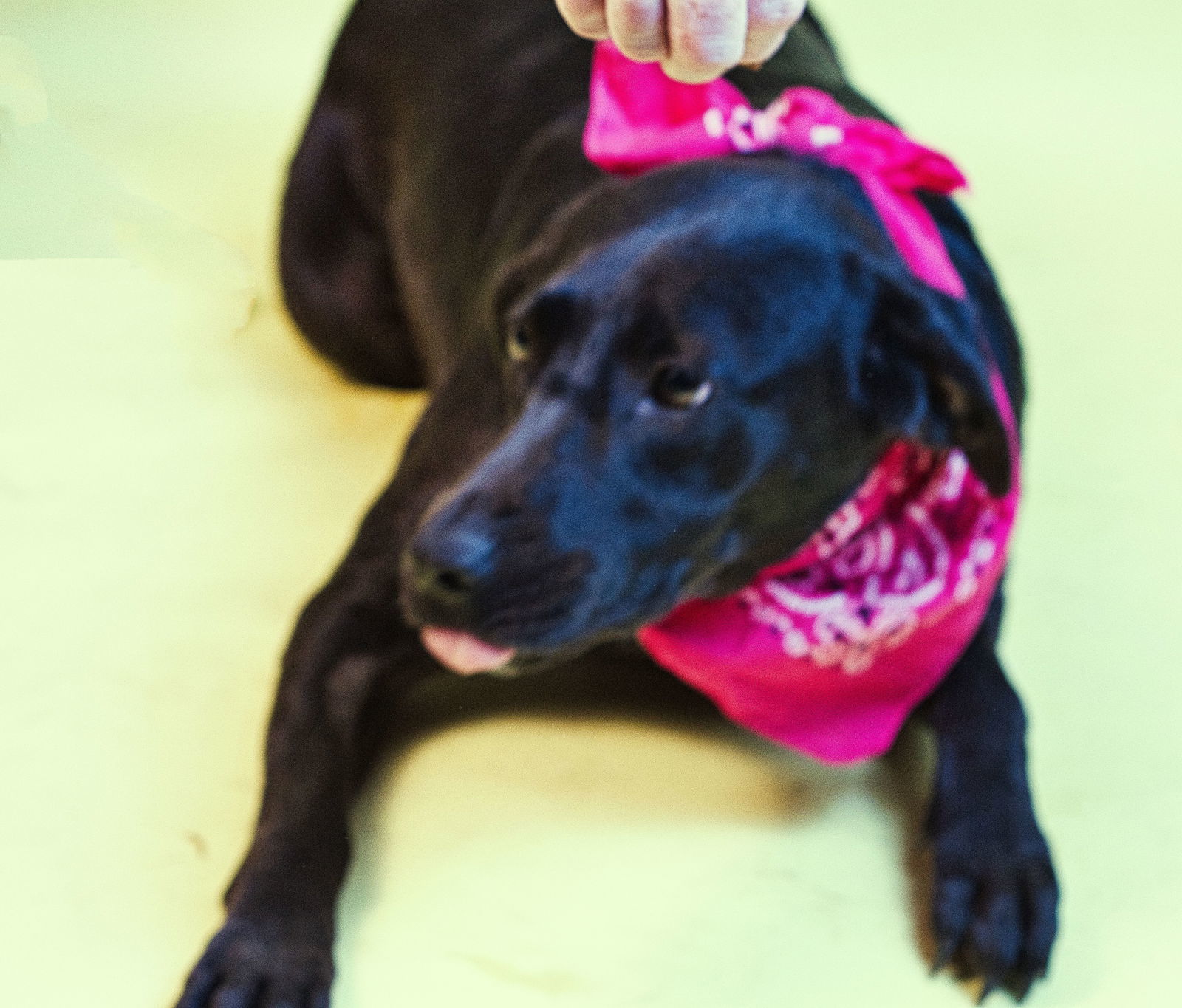 Millie, an adoptable Labrador Retriever in Holly Springs, MS, 38635 | Photo Image 3