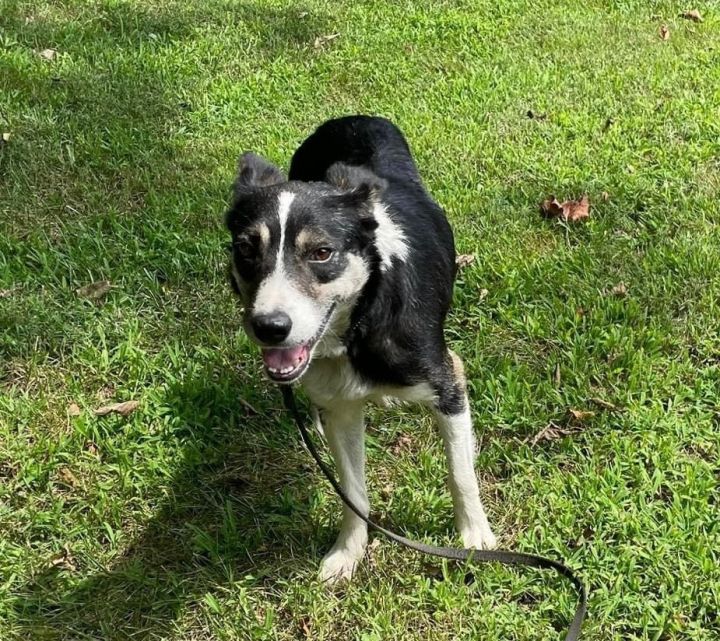 Buzz, an adopted Border Collie in Chestertown, MD_image-4