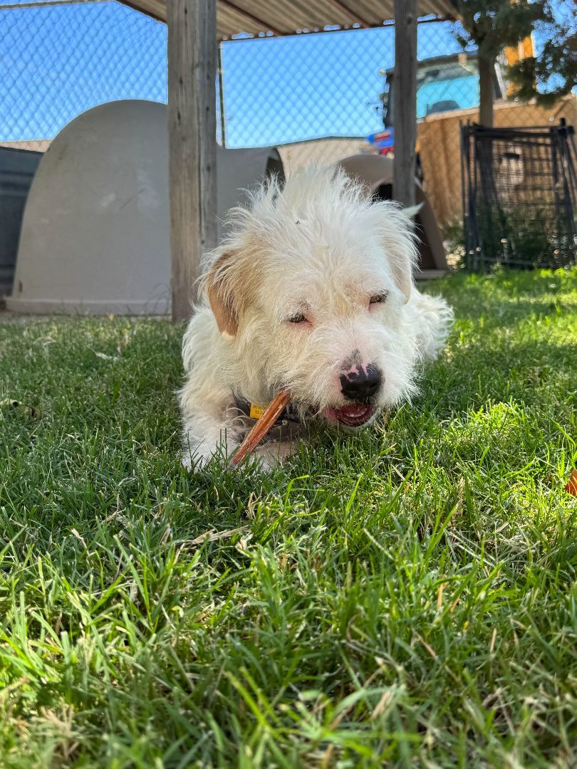 Auggie, an adoptable Terrier in El Paso, TX, 79821 | Photo Image 2