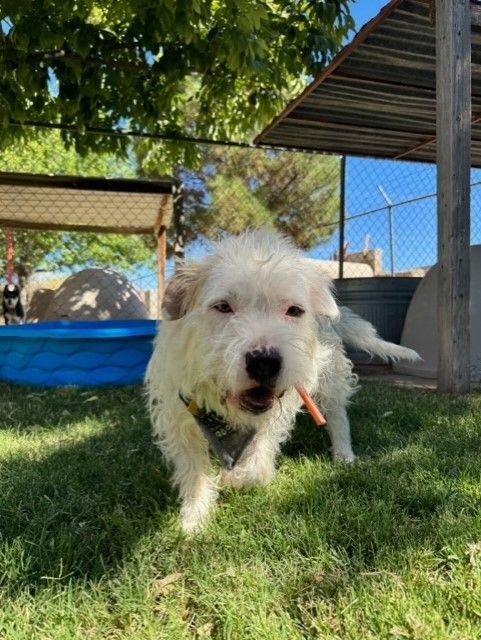 Auggie, an adoptable Terrier in El Paso, TX, 79821 | Photo Image 1