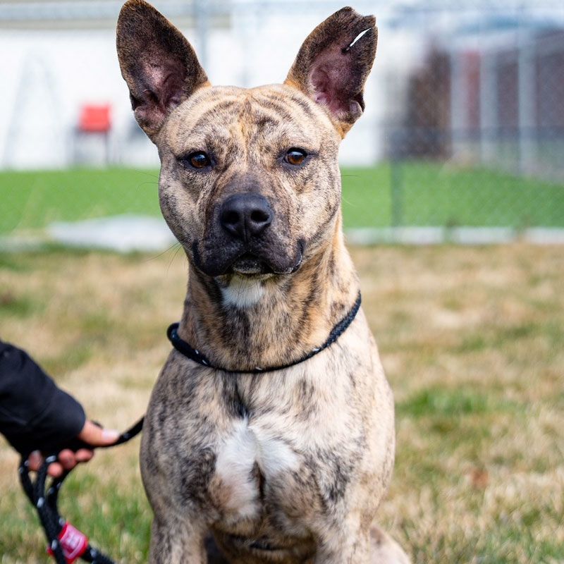 Batman, an adoptable Pit Bull Terrier in Eagle, ID, 83616 | Photo Image 3