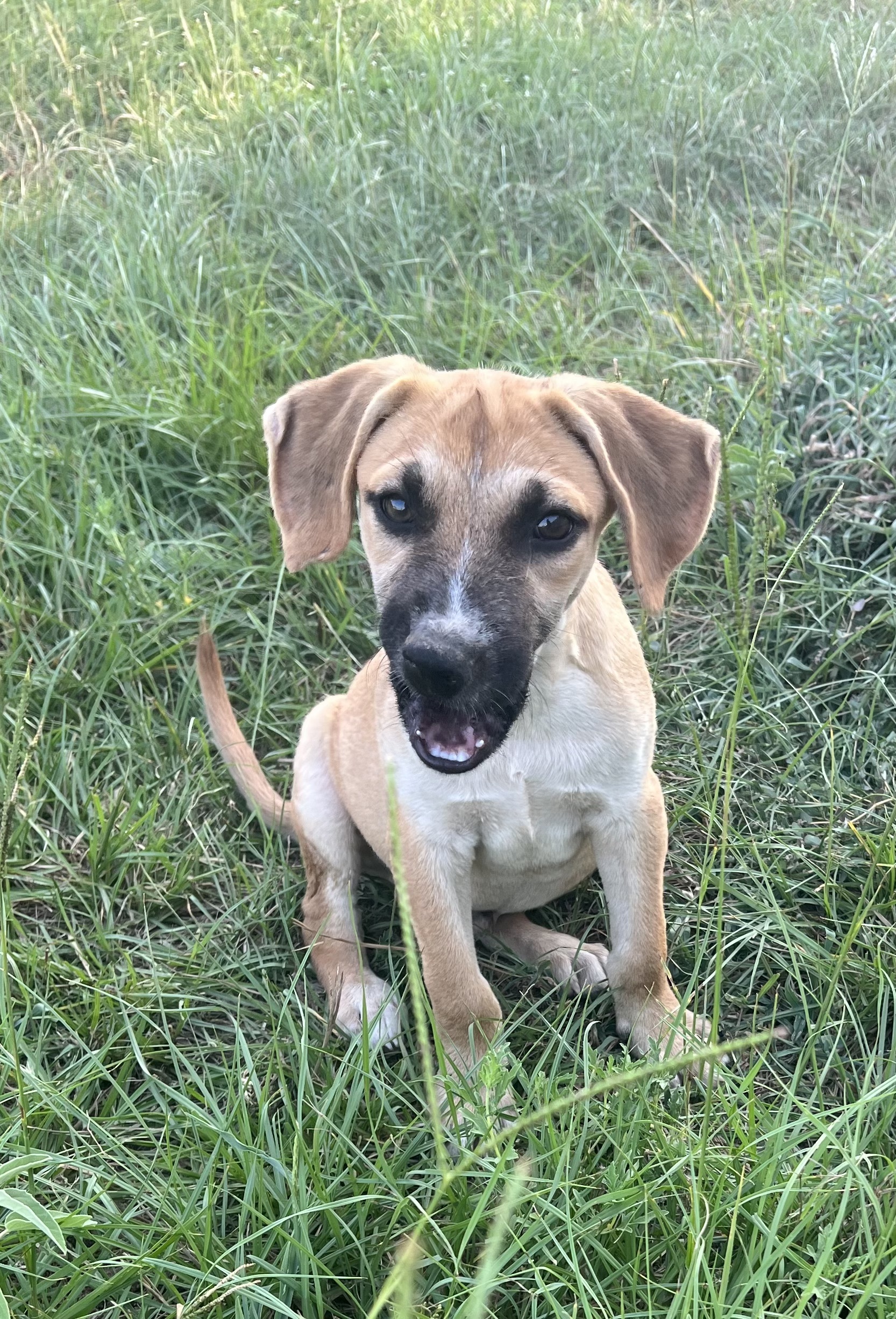 Dog for adoption - Billy - Local Sept 29-Oct 1, a Labrador Retriever ...