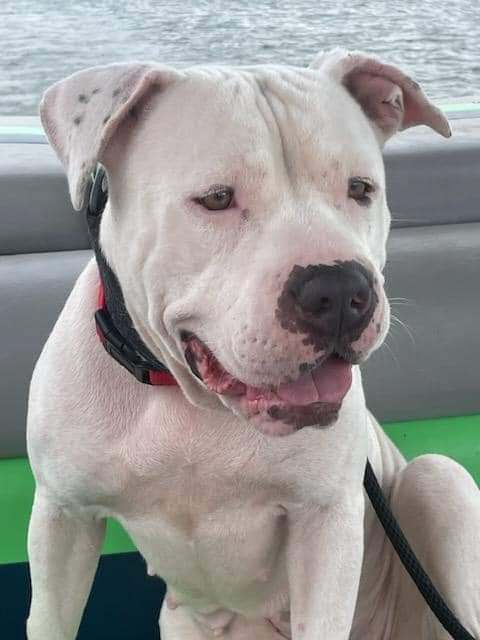 Dogo argentino deals for adoption