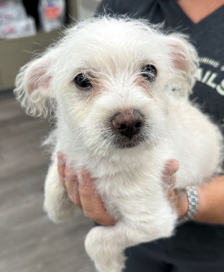 Johnny Carson, an adoptable Poodle & Terrier Mix in Los Alamitos, CA_image-3