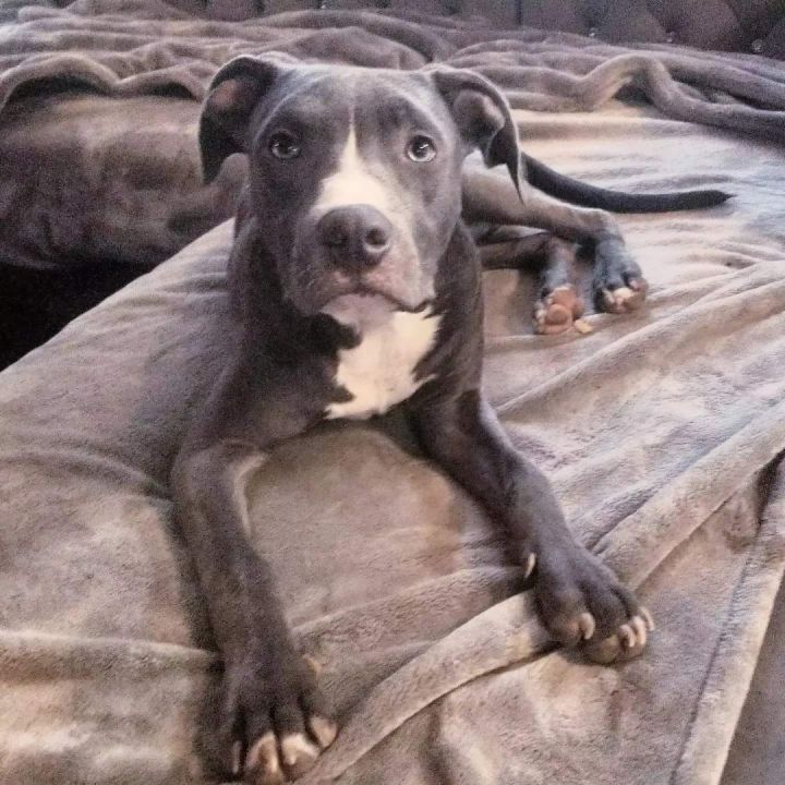 Great dane american deals staffordshire terrier mix