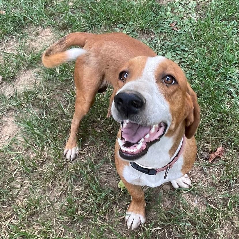 Dog for adoption - Ajax, a Beagle Mix in Heber Springs, AR | Petfinder