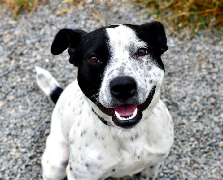 Jack russell and australian cattle store dog mix