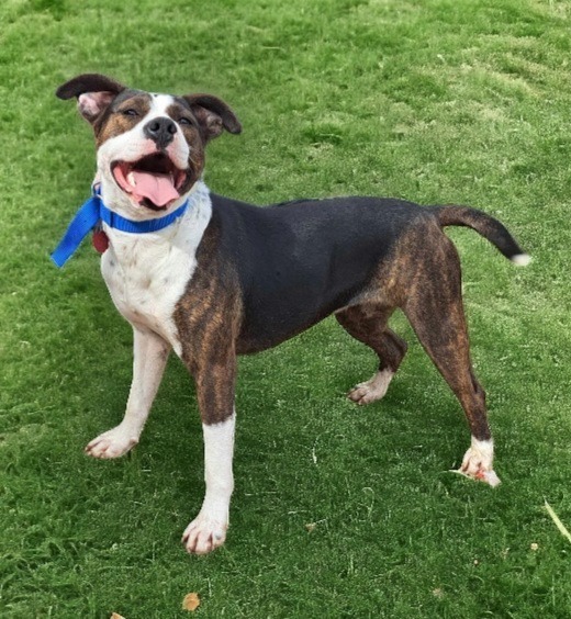 Reign Bough, an adoptable Terrier in El Dorado, AR, 71730 | Photo Image 1