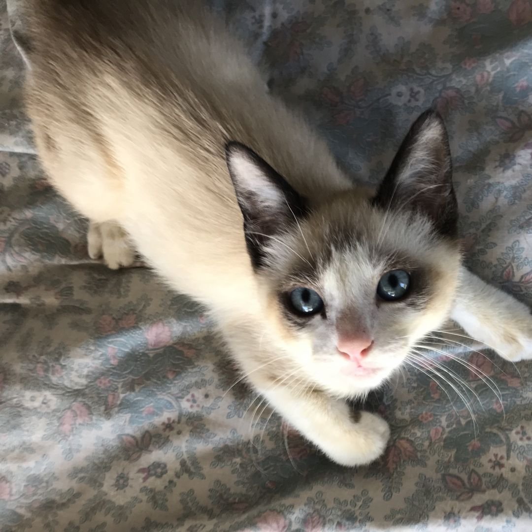 Rocky II, an adoptable Siamese, Snowshoe in Los Angeles, CA, 90049 | Photo Image 2