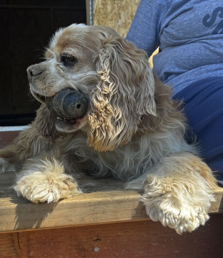 Cocker spaniel 2024 cavalier mix