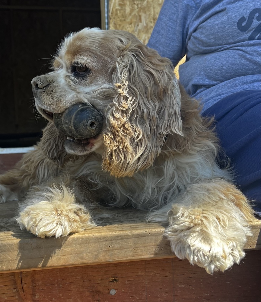 Yes store spaniel rescue