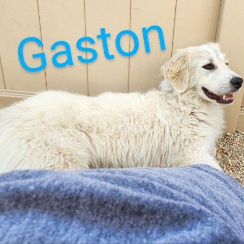 Gaston, an adoptable Akbash in South Elgin, IL, 60177 | Photo Image 2