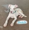 Dutch
