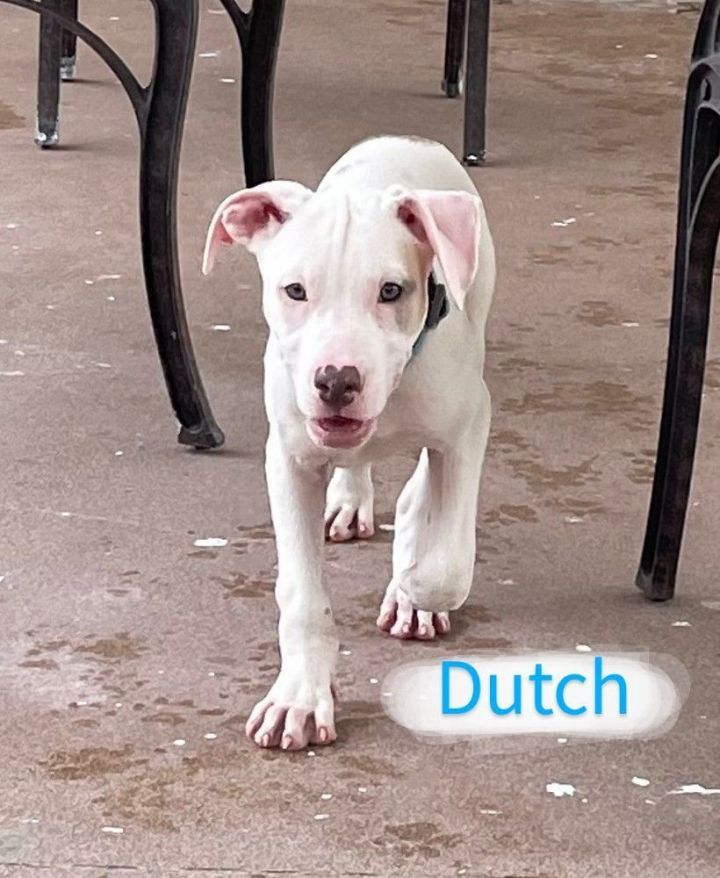 Dutch, an adoptable American Staffordshire Terrier Mix in Saint Augustine, FL_image-2