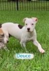 Deuce