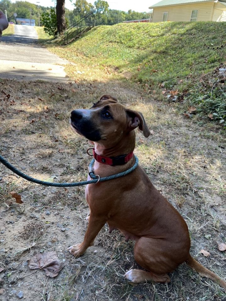 Jeanie, an adoptable Boxer & Labrador Retriever Mix in Milledgeville, GA_image-4