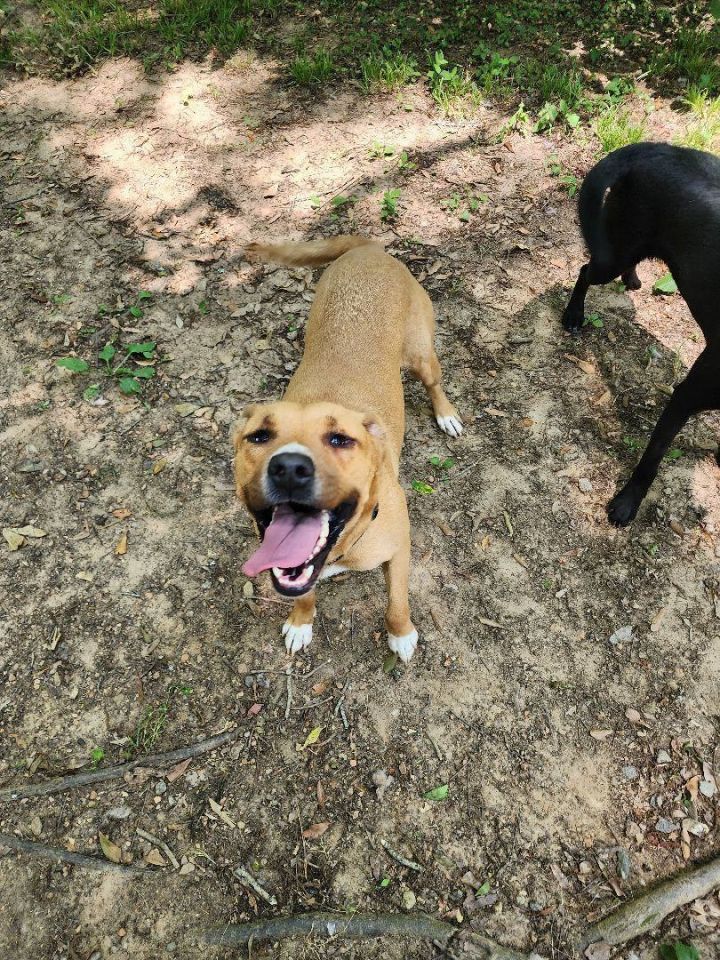 Bonnie, an adoptable Hound & Labrador Retriever Mix in Milledgeville, GA_image-2