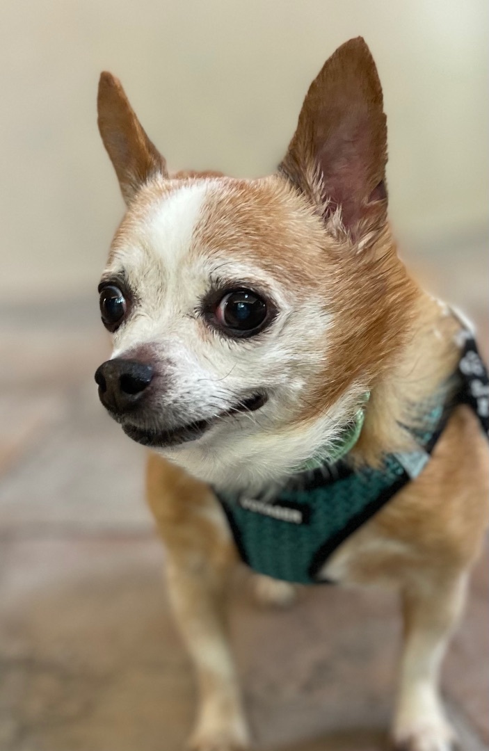 Peanut, an adopted Chihuahua in Bradfordwoods, PA_image-5