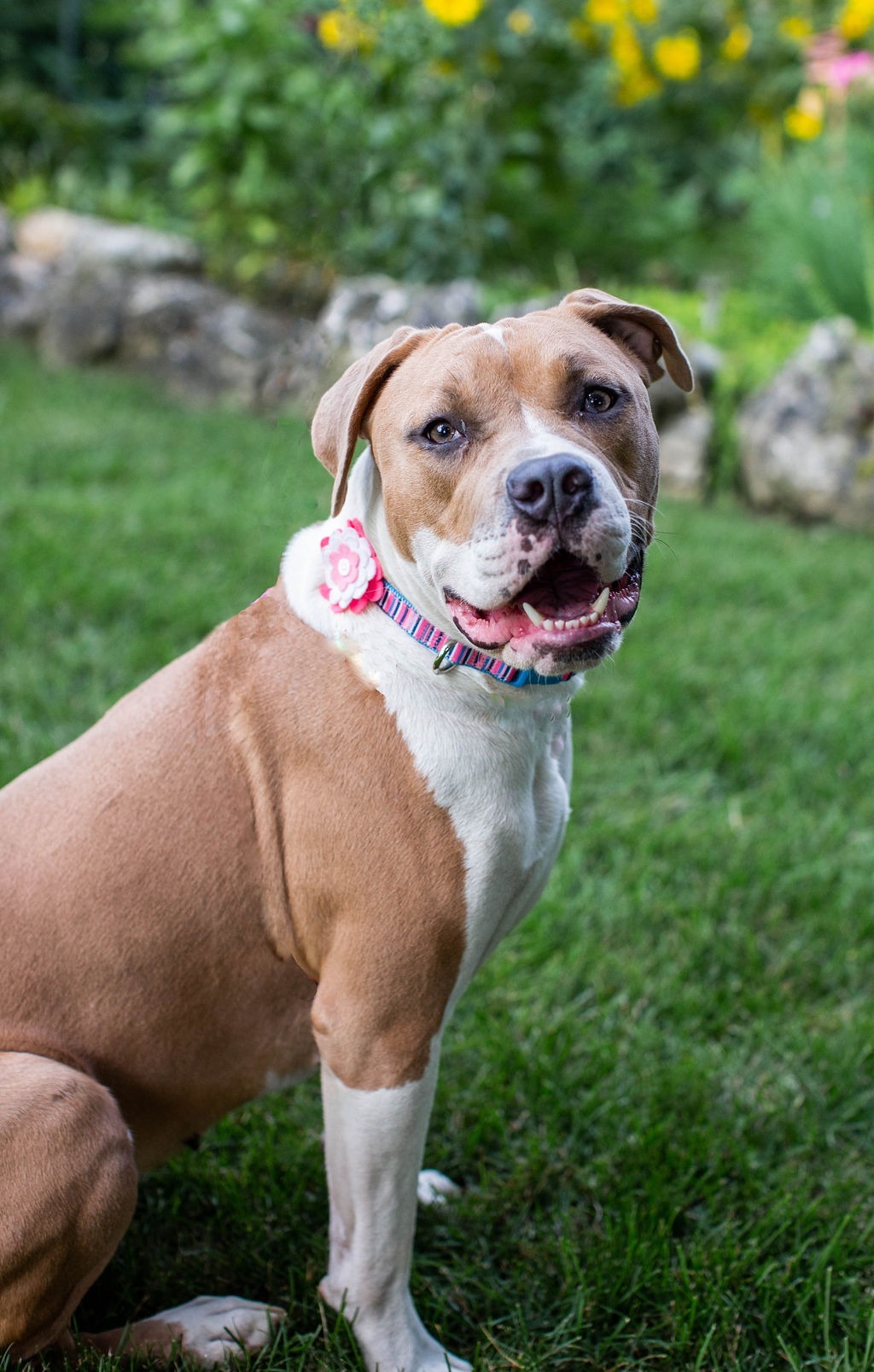 Luna, an adoptable American Bulldog in Duart, ON, N0L 1H0 | Photo Image 1