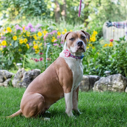 Luna, an adoptable American Bulldog in Duart, ON, N0L 1H0 | Photo Image 2