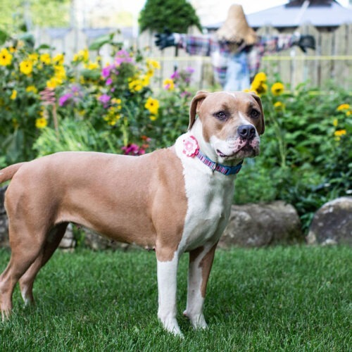 Luna, an adoptable American Bulldog in Duart, ON, N0L 1H0 | Photo Image 3