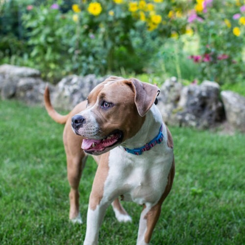 Luna, an adoptable American Bulldog in Duart, ON, N0L 1H0 | Photo Image 4