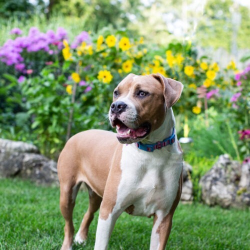 Luna, an adoptable American Bulldog in Duart, ON, N0L 1H0 | Photo Image 5