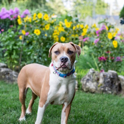 Luna, an adoptable American Bulldog in Duart, ON, N0L 1H0 | Photo Image 6