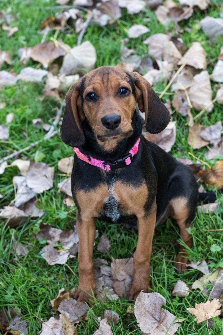 Bloodhound coonhound sale mix