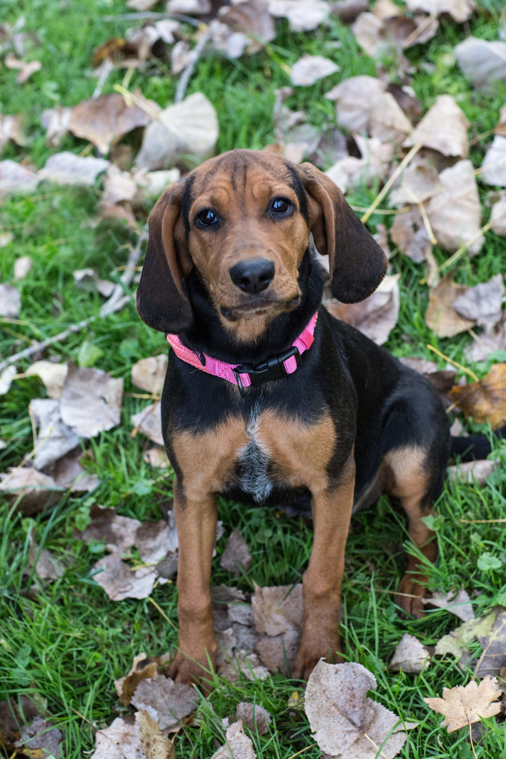 Beatrice, an adoptable Black and Tan Coonhound, Bloodhound in Duart, ON, N0L 1H0 | Photo Image 1