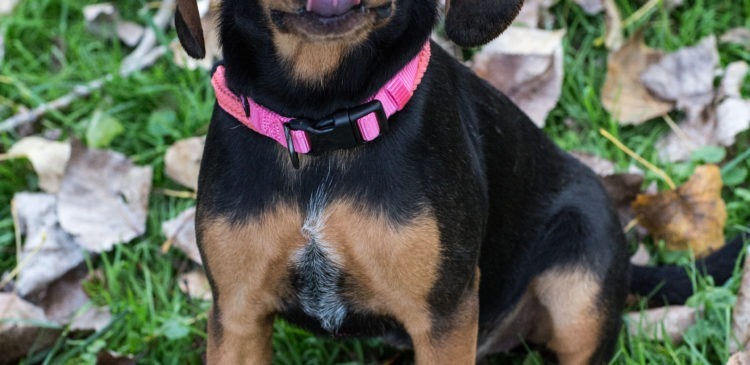 Beatrice, an adoptable Black and Tan Coonhound, Bloodhound in Duart, ON, N0L 1H0 | Photo Image 2
