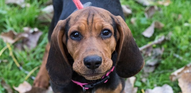 Beatrice, an adoptable Black and Tan Coonhound, Bloodhound in Duart, ON, N0L 1H0 | Photo Image 3