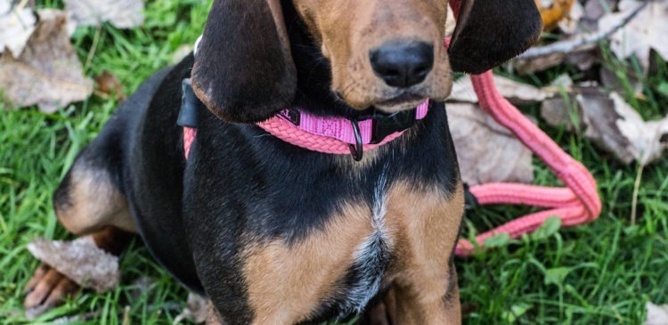 Beatrice, an adoptable Black and Tan Coonhound, Bloodhound in Duart, ON, N0L 1H0 | Photo Image 4