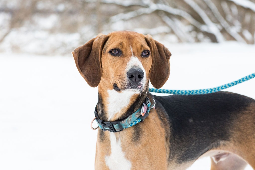 Nico, an adoptable English Foxhound in Duart, ON, N0L 1H0 | Photo Image 1