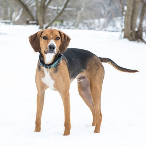 Nico, an adoptable English Foxhound in Duart, ON, N0L 1H0 | Photo Image 2