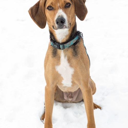 Nico, an adoptable English Foxhound in Duart, ON, N0L 1H0 | Photo Image 3