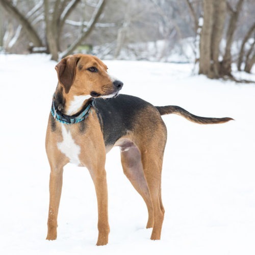 Nico, an adoptable English Foxhound in Duart, ON, N0L 1H0 | Photo Image 4