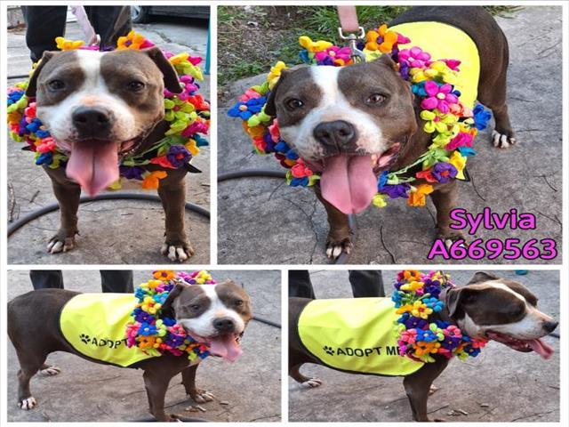SYLVIA