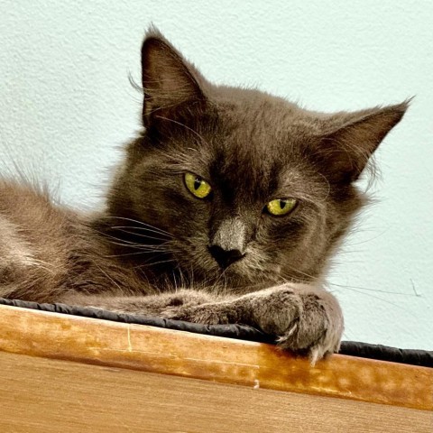 Cat for adoption - Jersey, a Domestic Medium Hair in Deerfield, IL