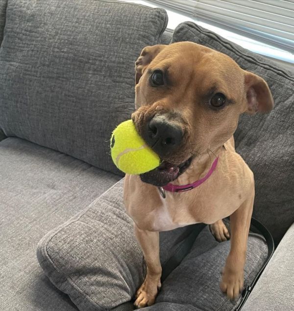 Peanut **READ ENTIRE DESCRIPTION**, an adoptable Pit Bull Terrier in Spokane, WA, 99205 | Photo Image 4