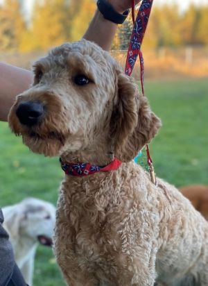 Dude *SPECIAL NEEDS* *READ ENTIRE DESCRIPTION* Goldendoodle Dog