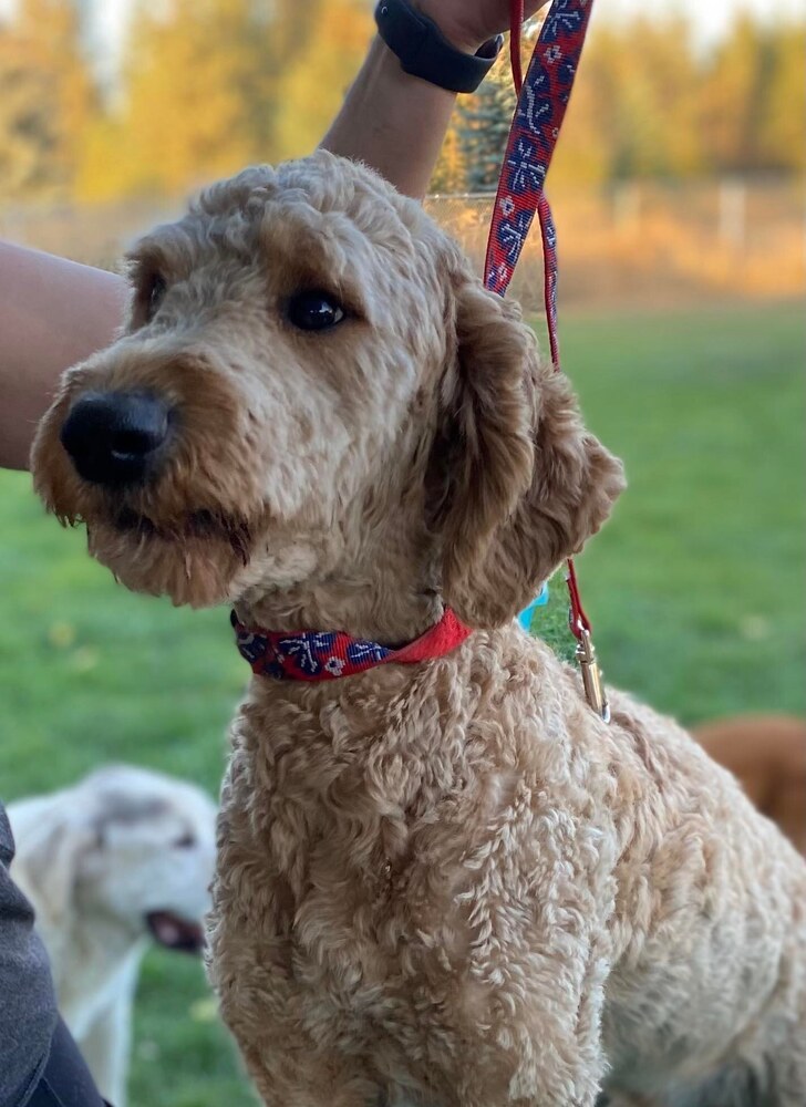 Dude *SPECIAL NEEDS* *READ ENTIRE DESCRIPTION*, an adoptable Goldendoodle in Spokane, WA, 99205 | Photo Image 1