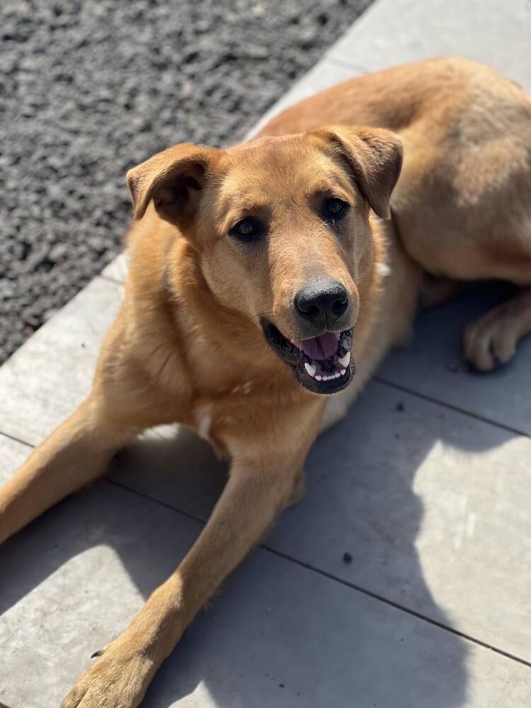 Flynn *READ ENTIRE DESCRIPTION*, an adoptable Labrador Retriever, Mixed Breed in Spokane, WA, 99205 | Photo Image 1