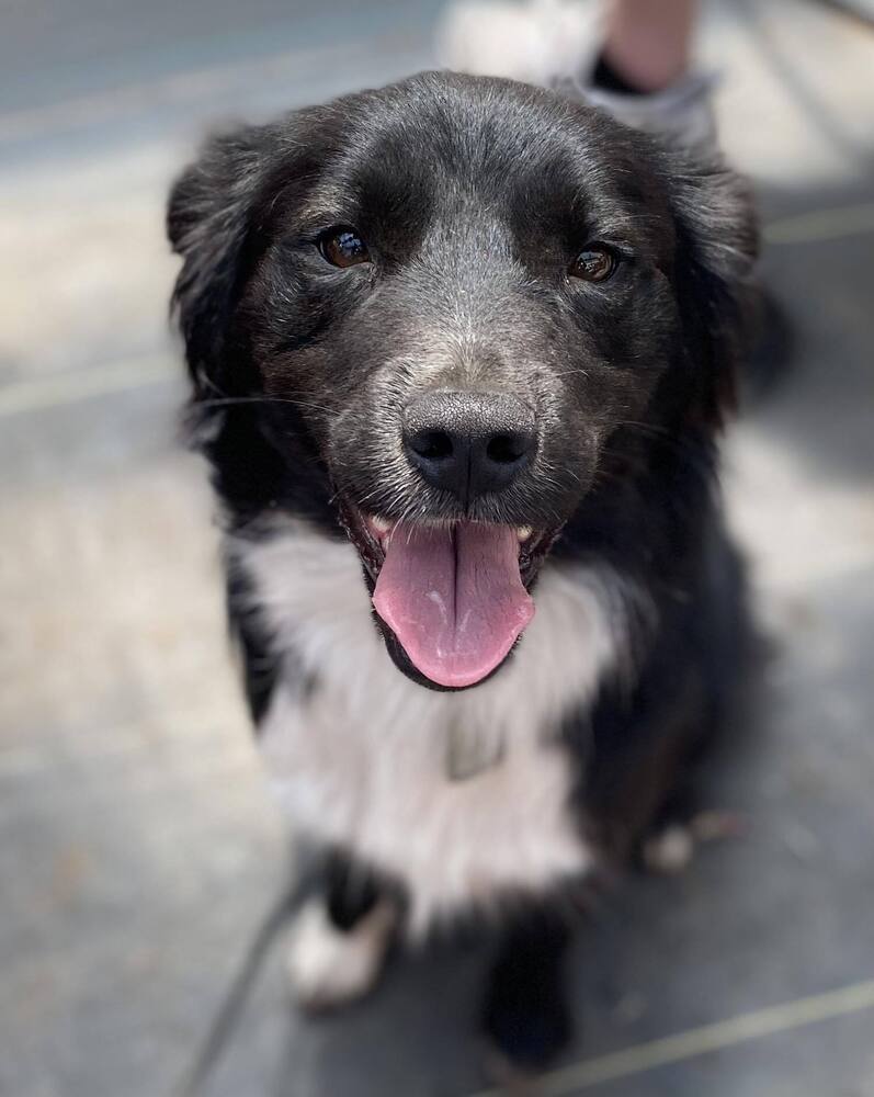 Sprite **READ ENTIRE DESCRIPTION**, an adoptable Border Collie, Mixed Breed in Spokane, WA, 99205 | Photo Image 2