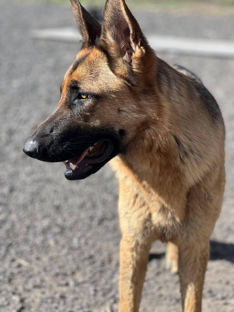 Wren *READ ENTIRE DESCRIPTION*, an adoptable German Shepherd Dog in Spokane, WA, 99205 | Photo Image 1