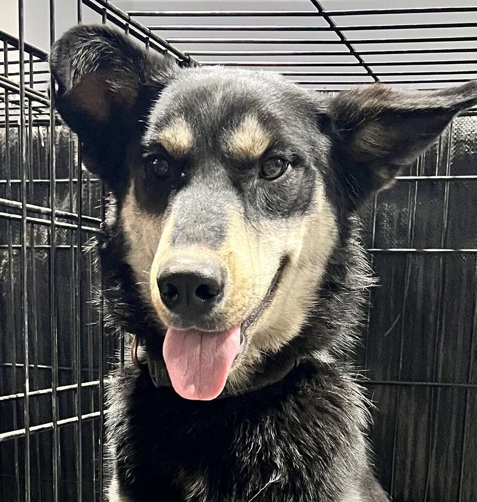 Donnie *READ ENTIRE DESCRIPTION*, an adoptable Husky, Border Collie in Spokane, WA, 99205 | Photo Image 1