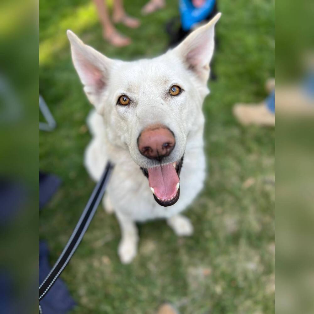 Eclipse *READ ENTIRE DESCRIPTION*, an adoptable Alaskan Malamute in Spokane, WA, 99205 | Photo Image 2